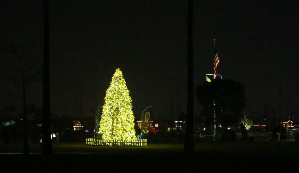 lighted-tree